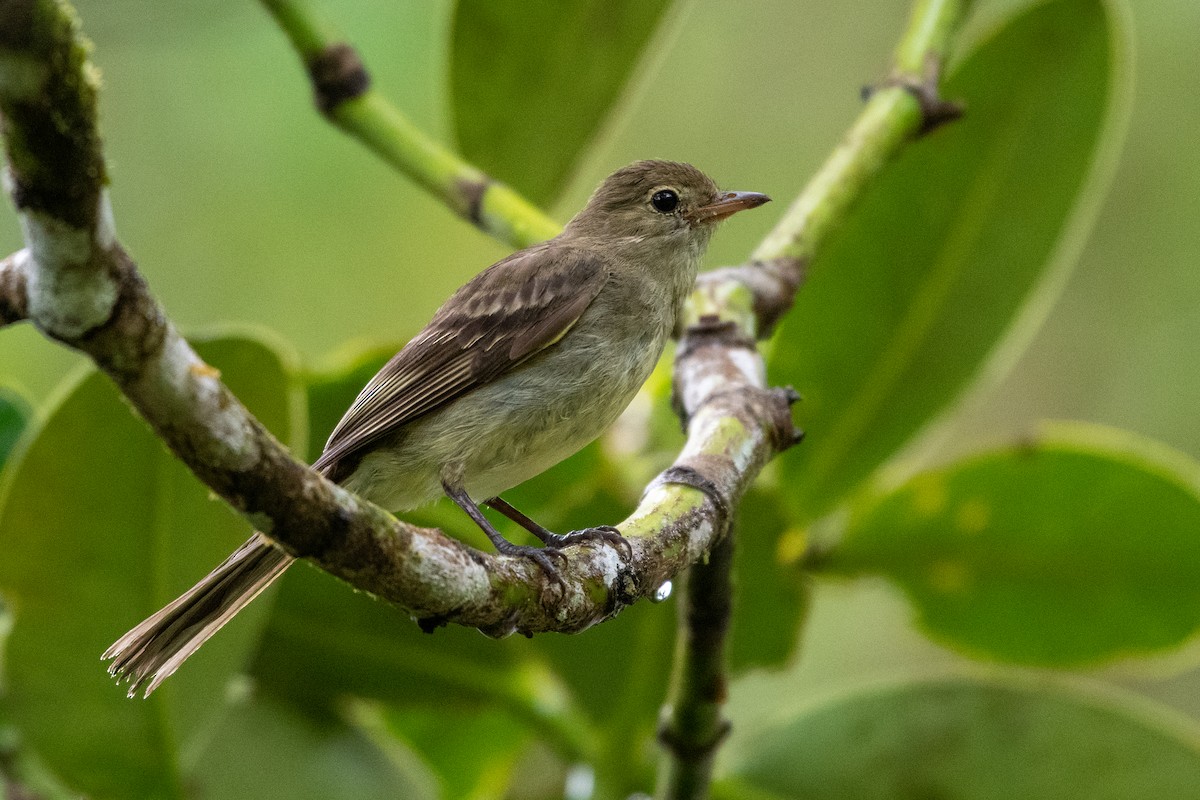 Fiofío Montano - ML456073311