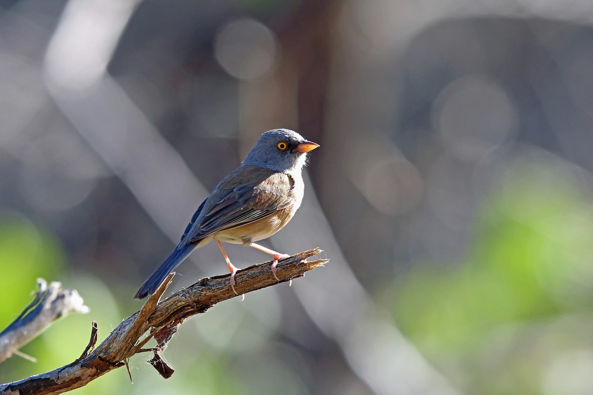 Baird's Junco - ML45607351