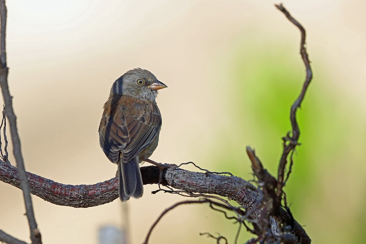 Junco de Baird - ML45607361