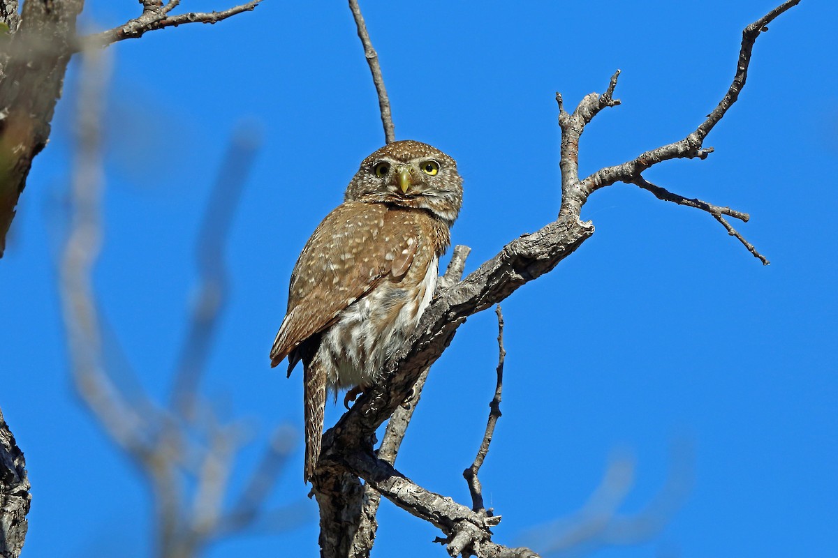 Northern Pygmy-Owl (Cape) - ML45607401