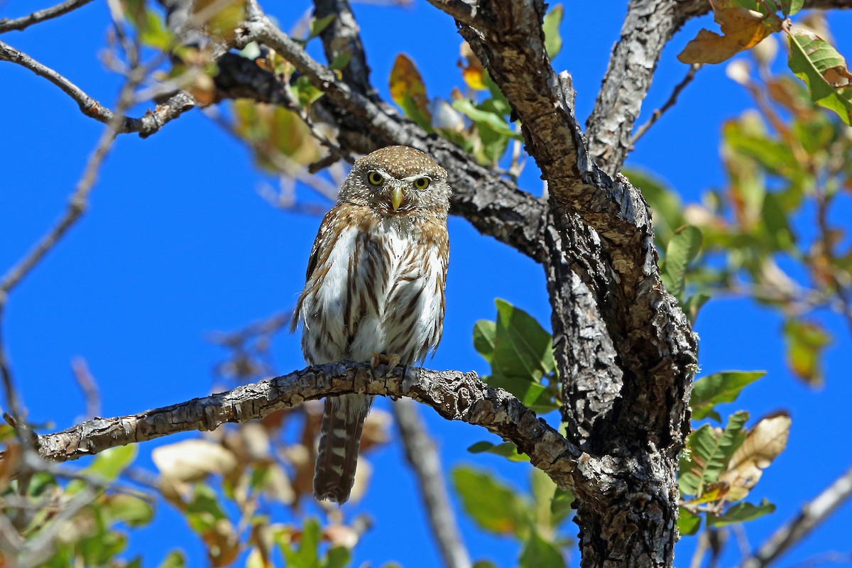 Northern Pygmy-Owl (Cape) - ML45607411