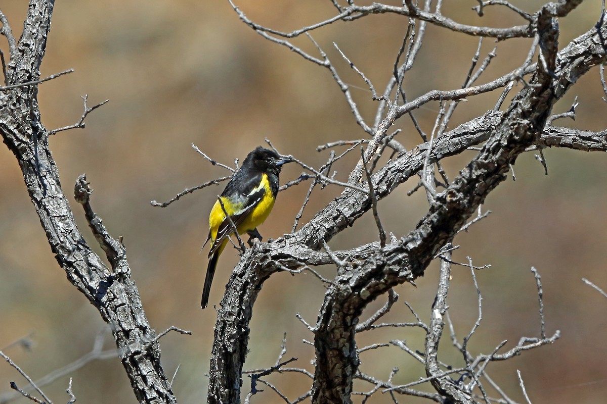 Oriole jaune-verdâtre - ML45607451