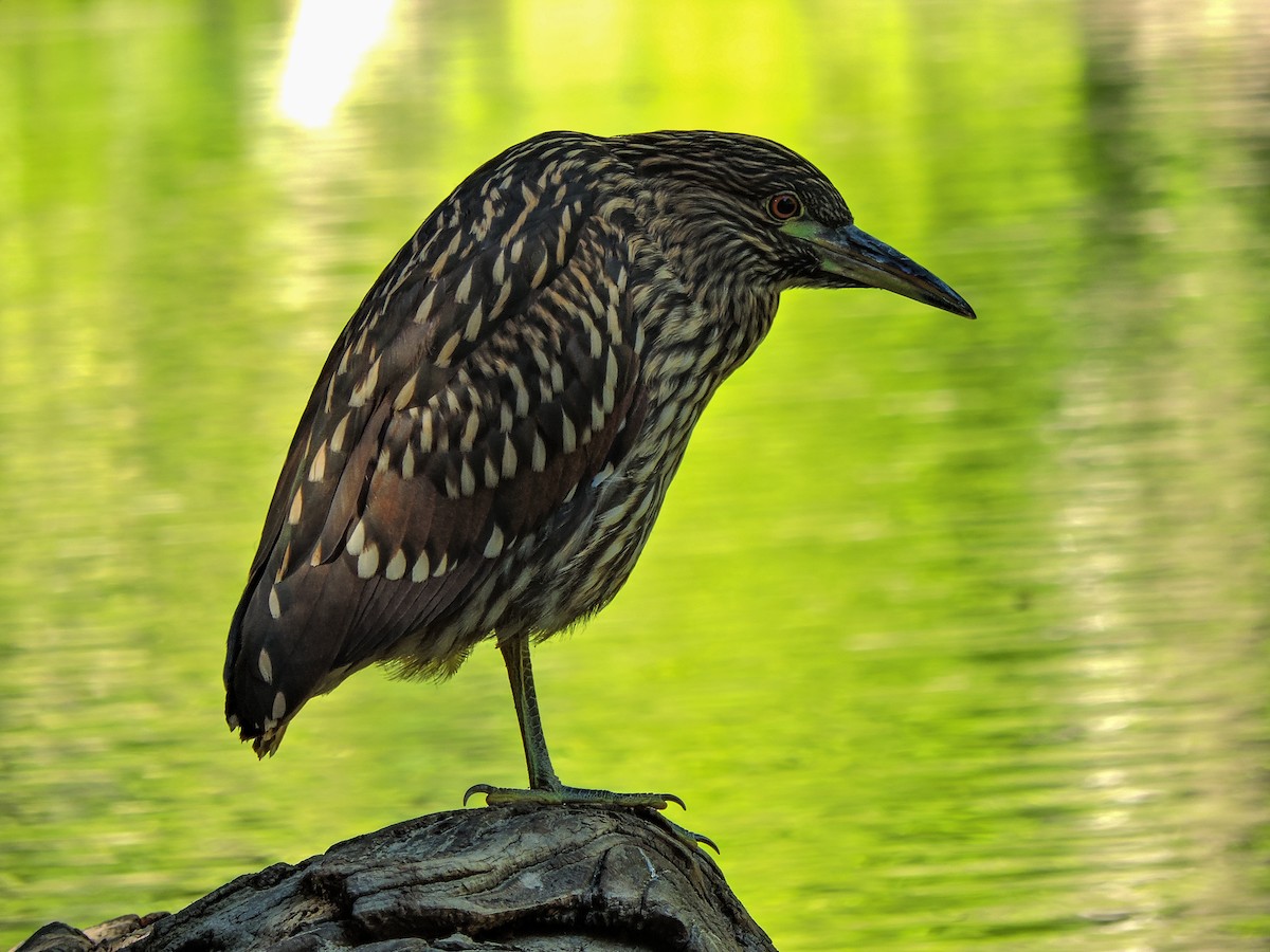 Black-crowned Night Heron - ML456075821