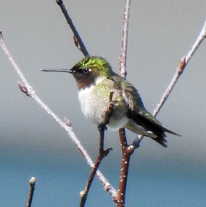 Ruby-throated Hummingbird - ML456075941