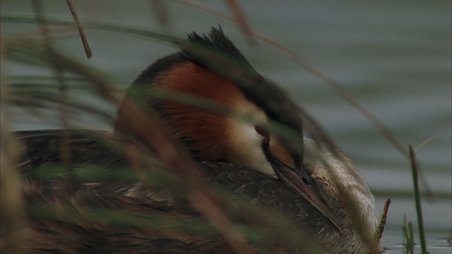 Great Crested Grebe - ML456076
