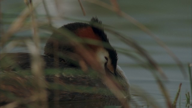 Great Crested Grebe - ML456077