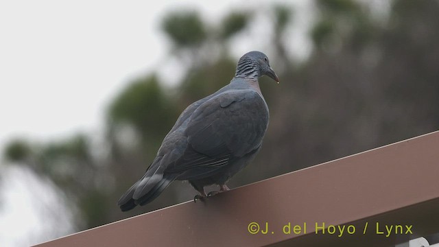 Trocaz Pigeon - ML456077011