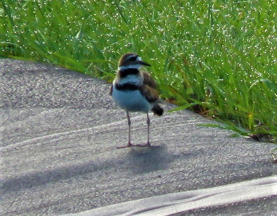 Killdeer - ML456077541