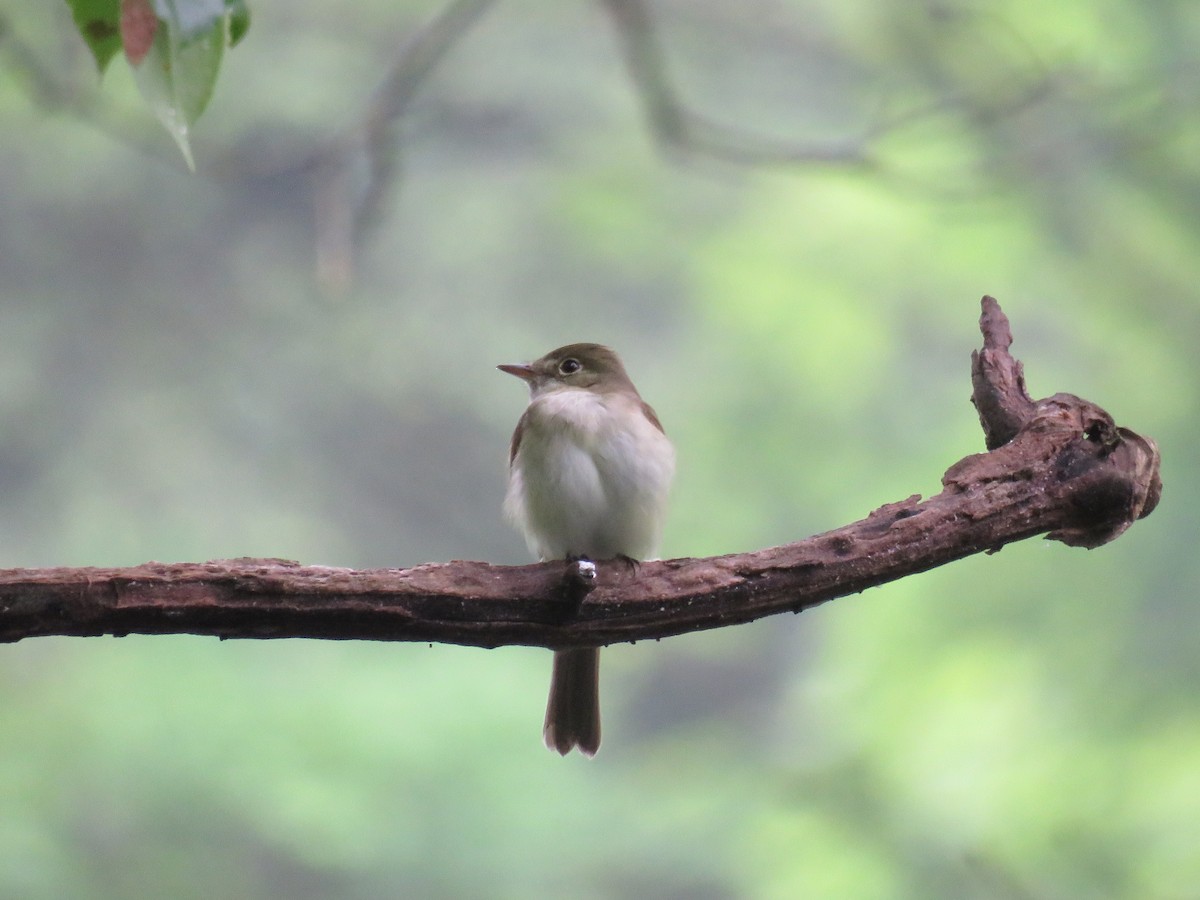 Acadian Flycatcher - ML456077861