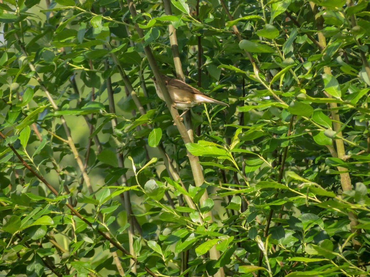 Common Reed Warbler - Ken Noble