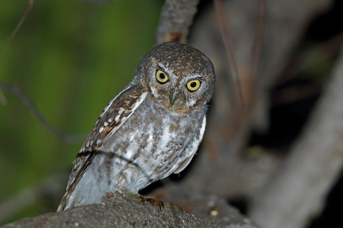 Elf Owl - Nigel Voaden