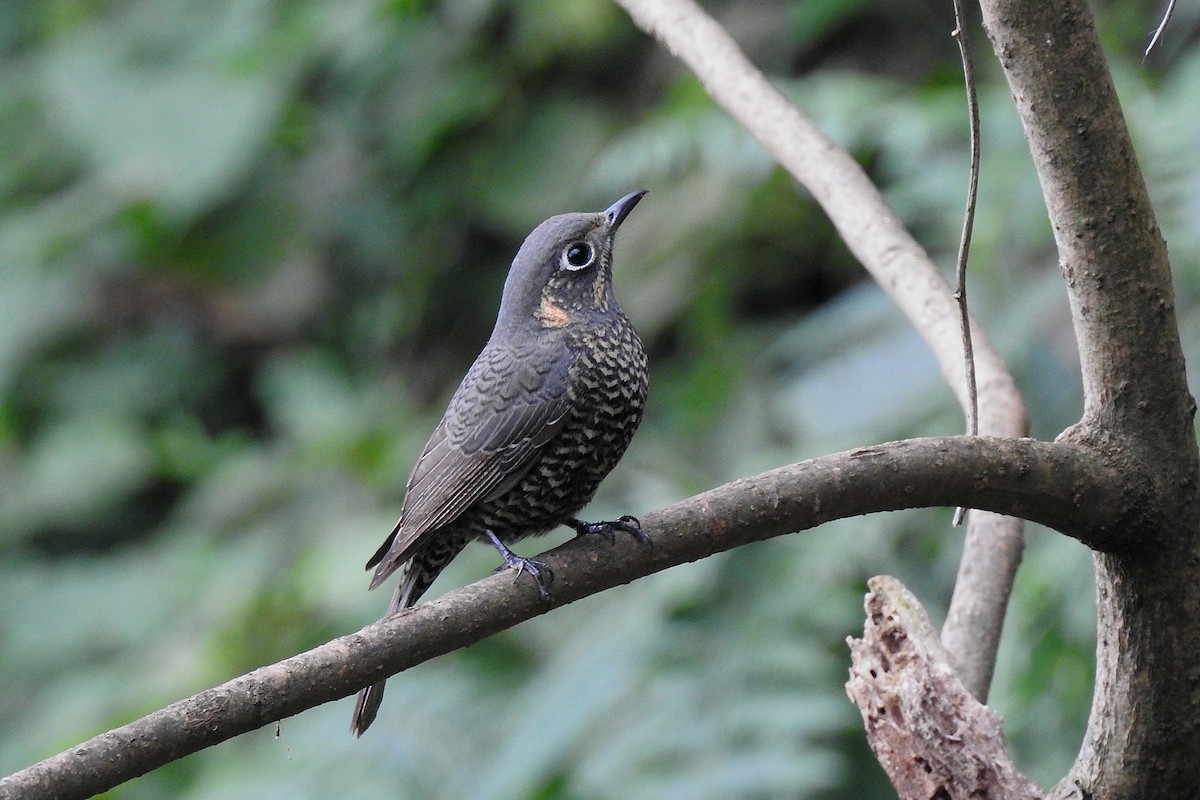 Chestnut-bellied Rock-Thrush - ML45607951