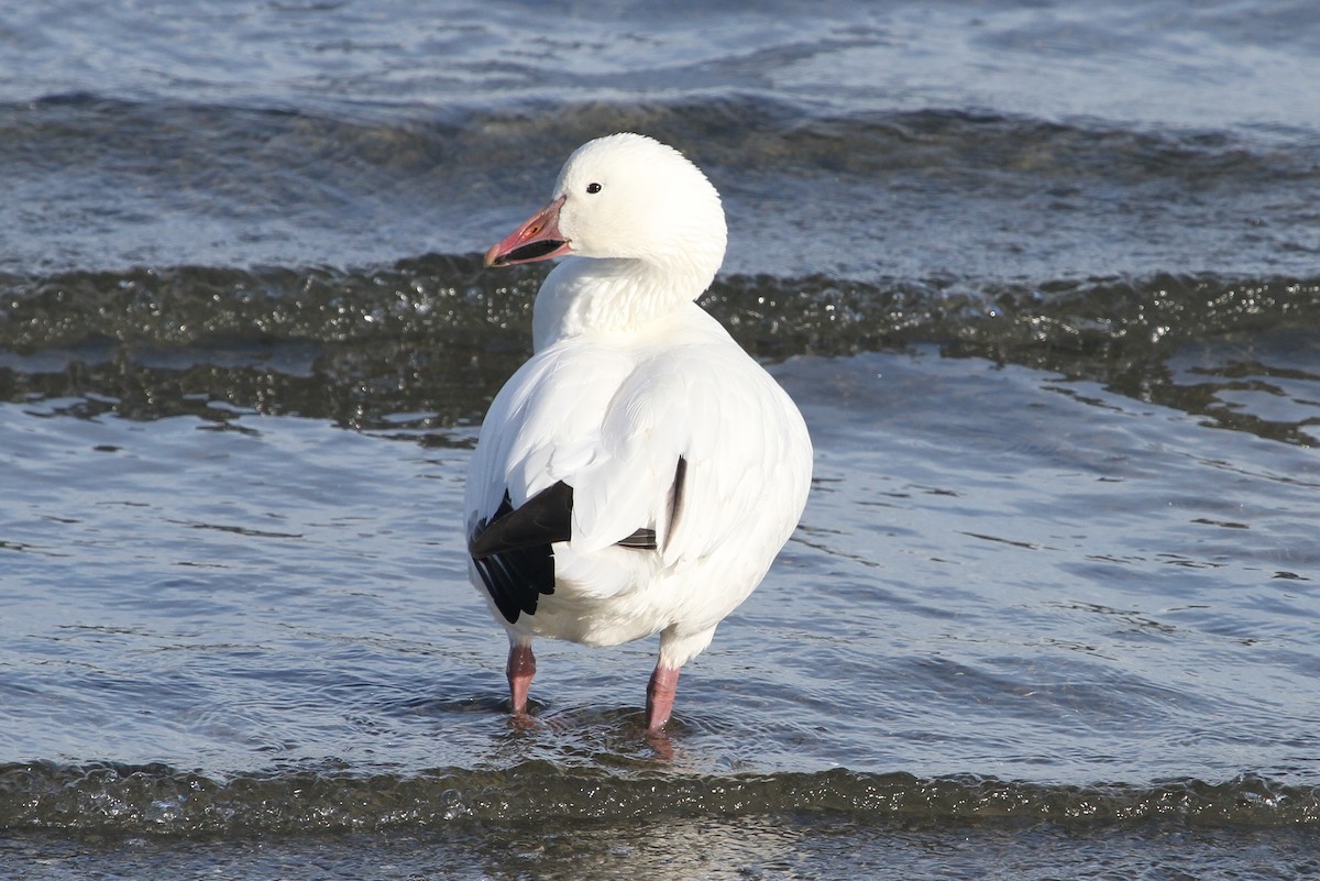 Snow Goose - ML45608081