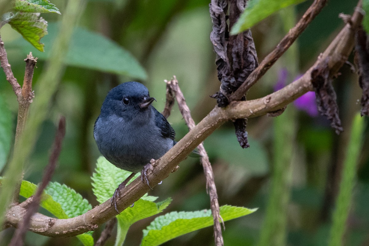 Slaty Flowerpiercer - ML456080811