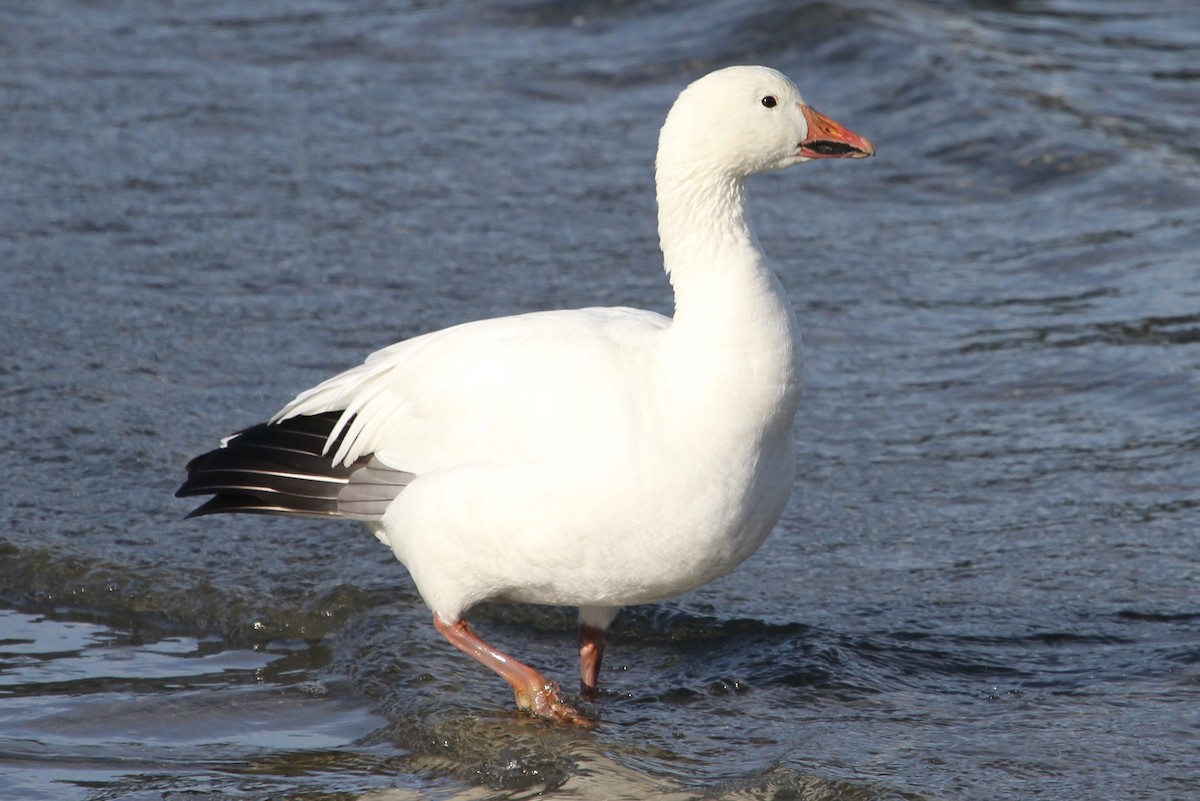 Snow Goose - ML45608101