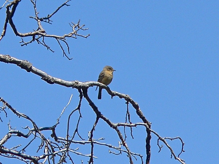 Buff-breasted Flycatcher - ML456084201