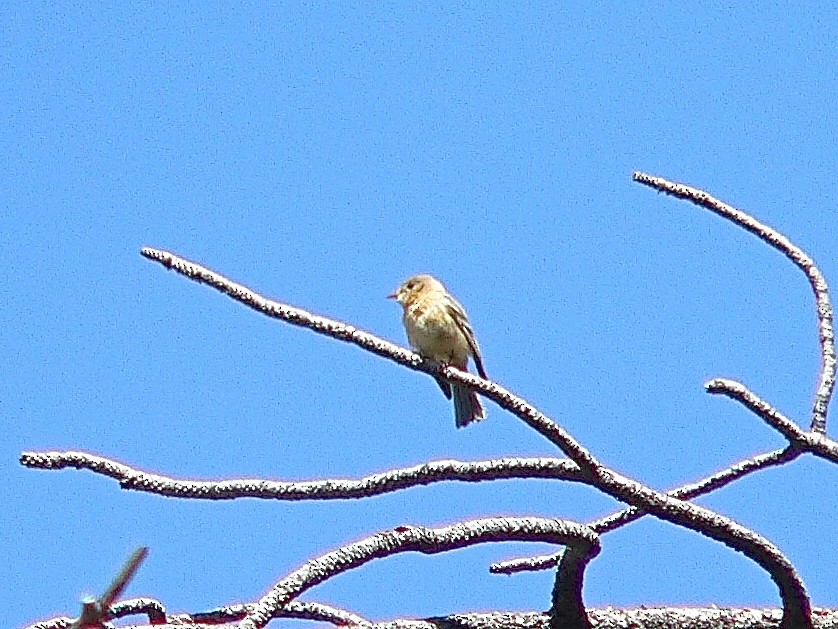 Buff-breasted Flycatcher - ML456084211