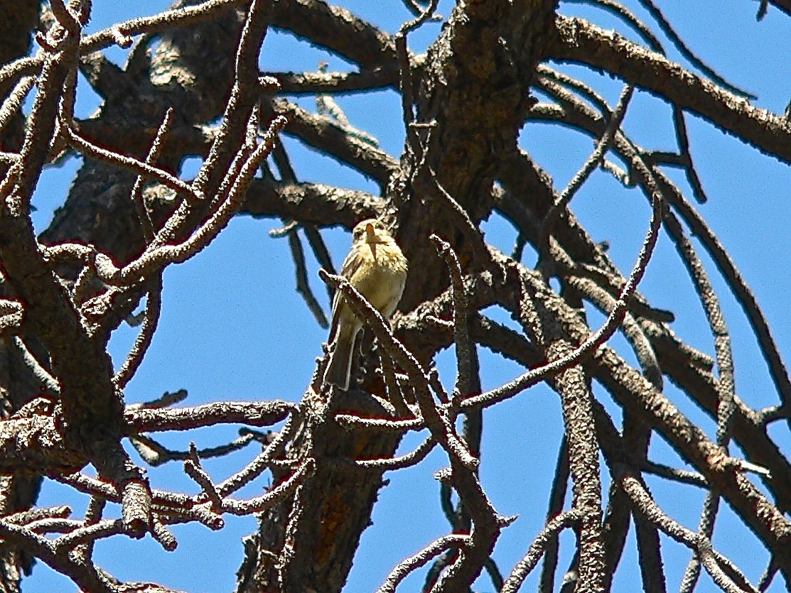 Buff-breasted Flycatcher - ML456084231