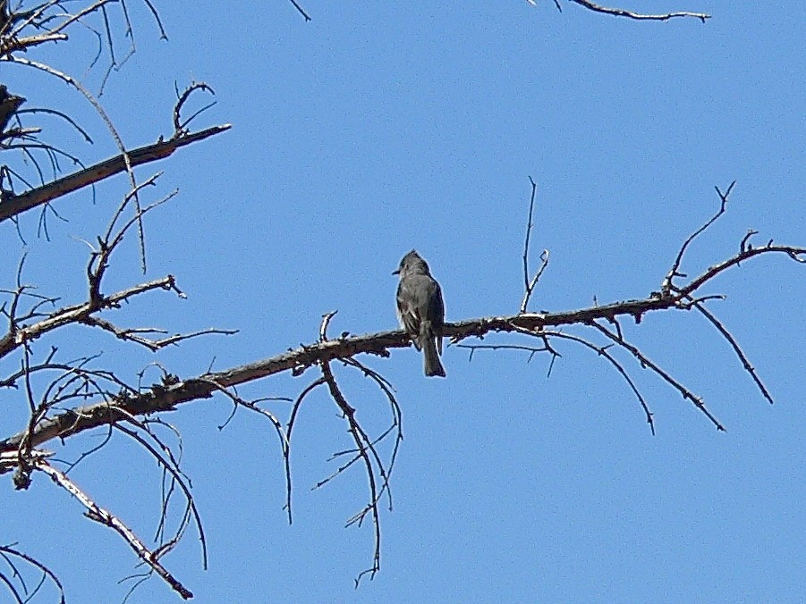 Greater Pewee - ML456084241