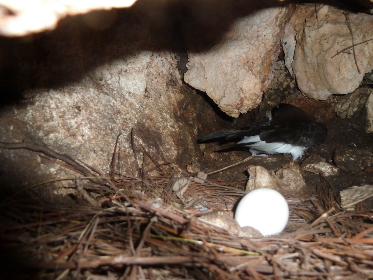 Black-capped Petrel - ML456084281