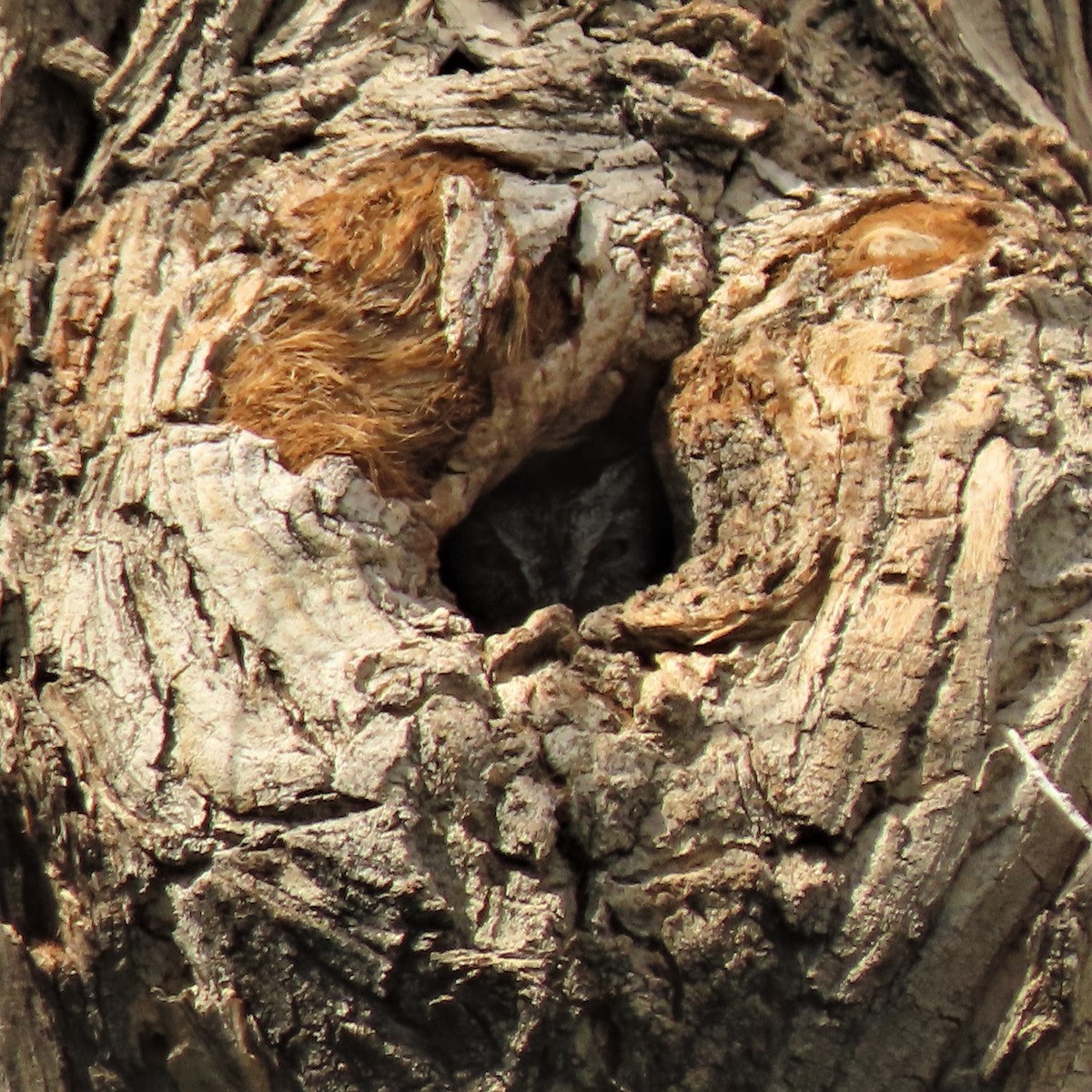 Western Screech-Owl - ML456084491