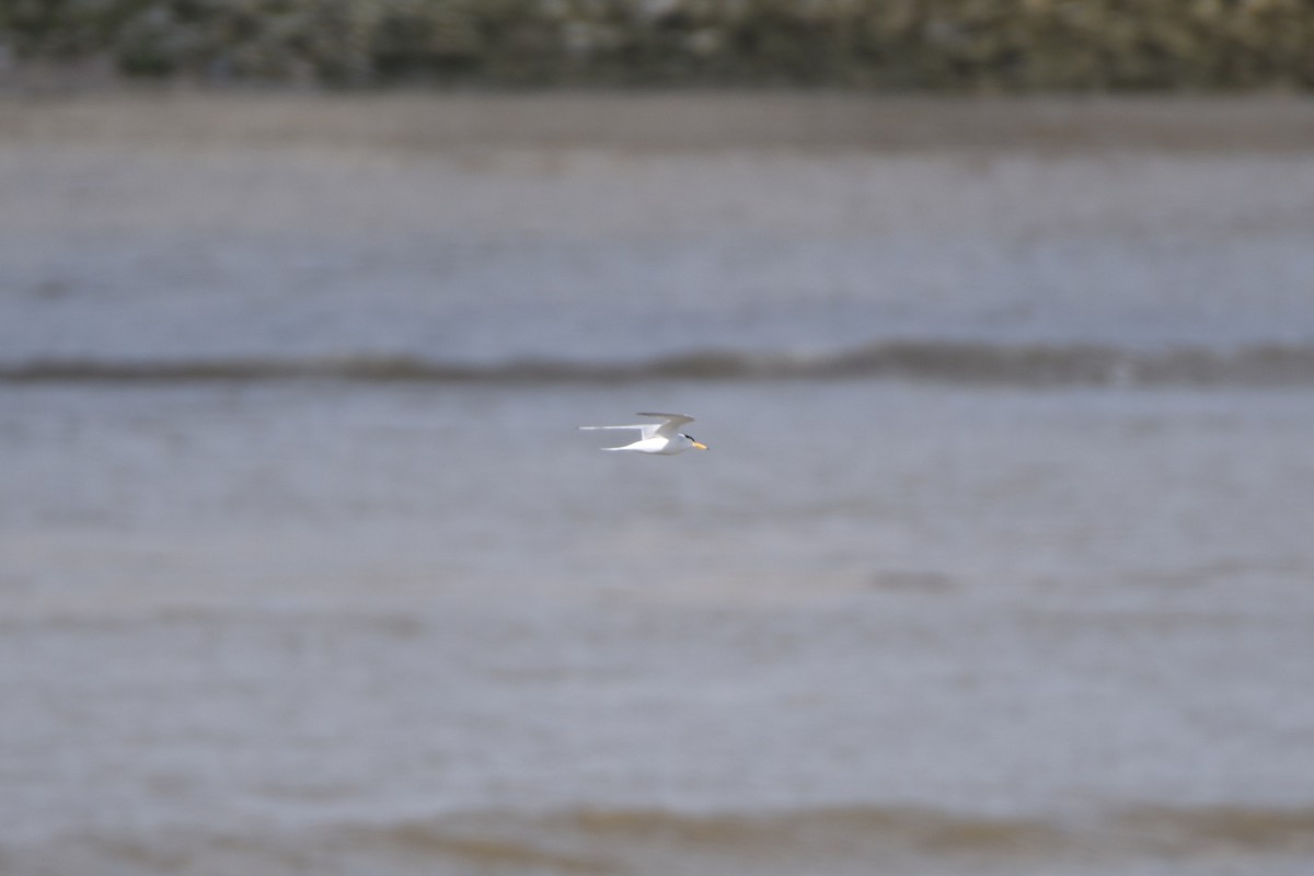 Little Tern - ML456084791