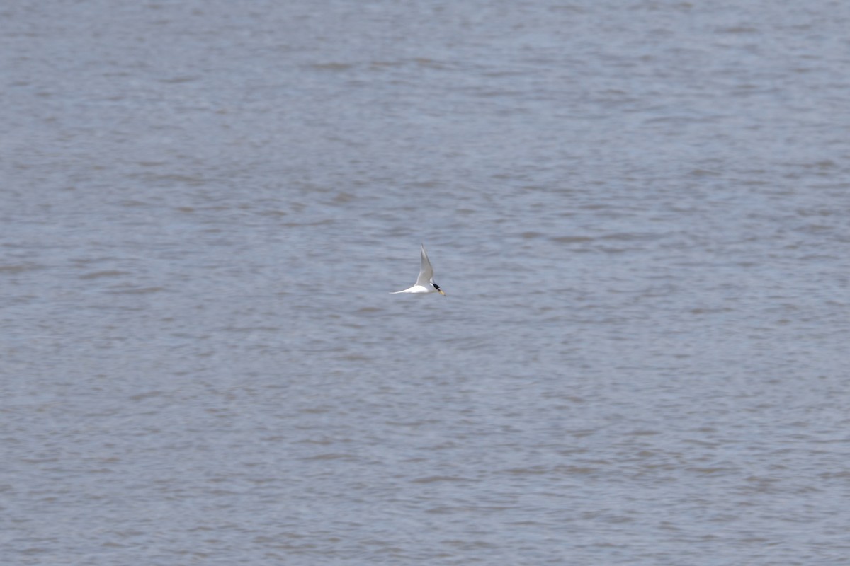 Little Tern - ML456084801