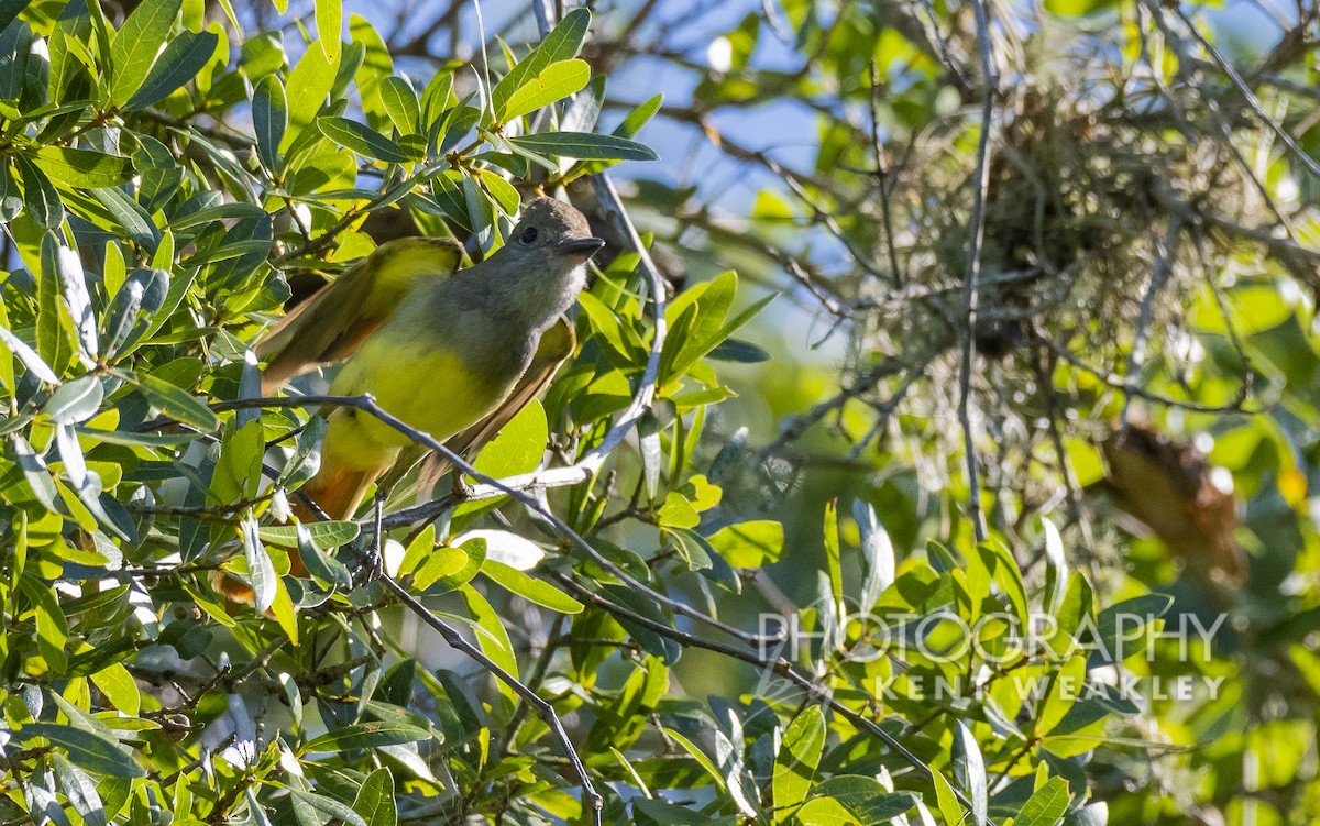 Great Crested Flycatcher - ML456084961