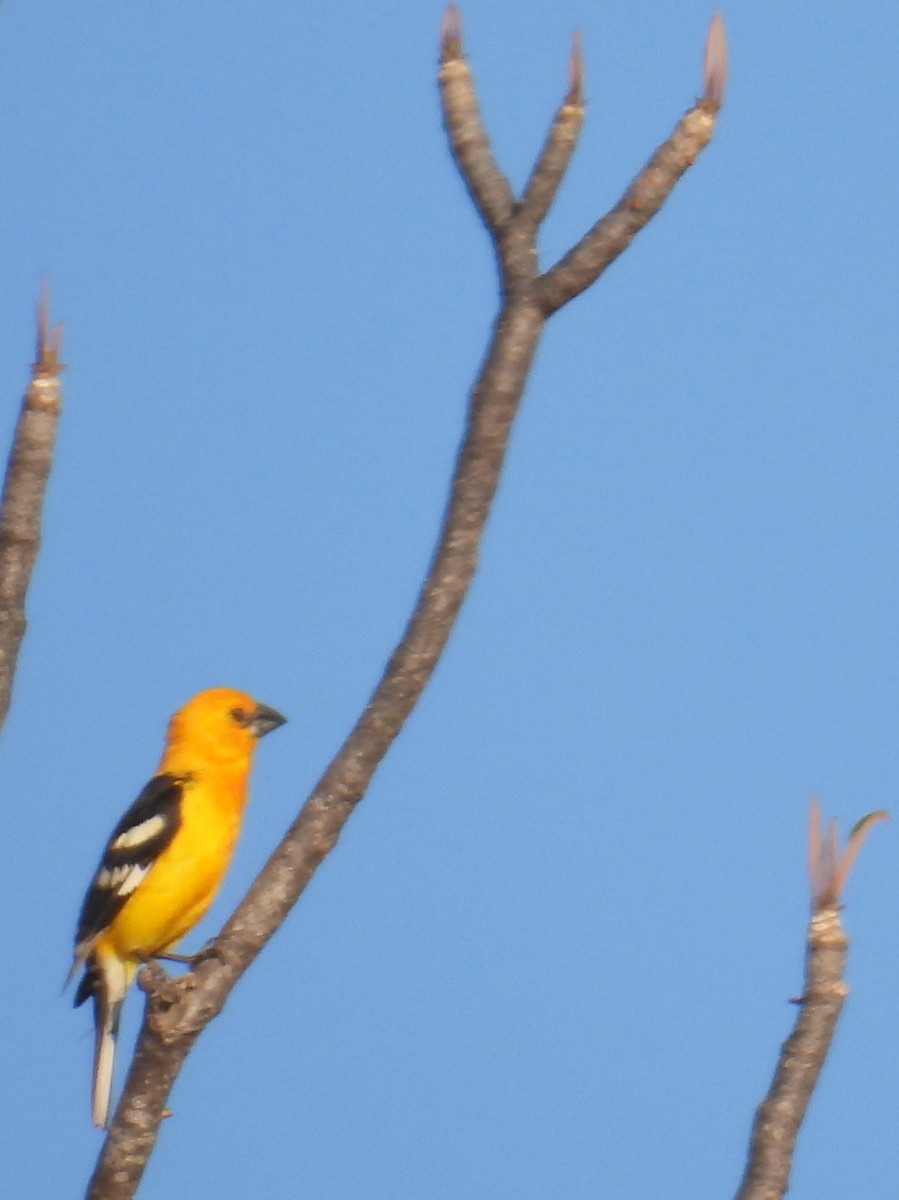 Cardinal jaune (chrysopeplus/dilutus) - ML456085291