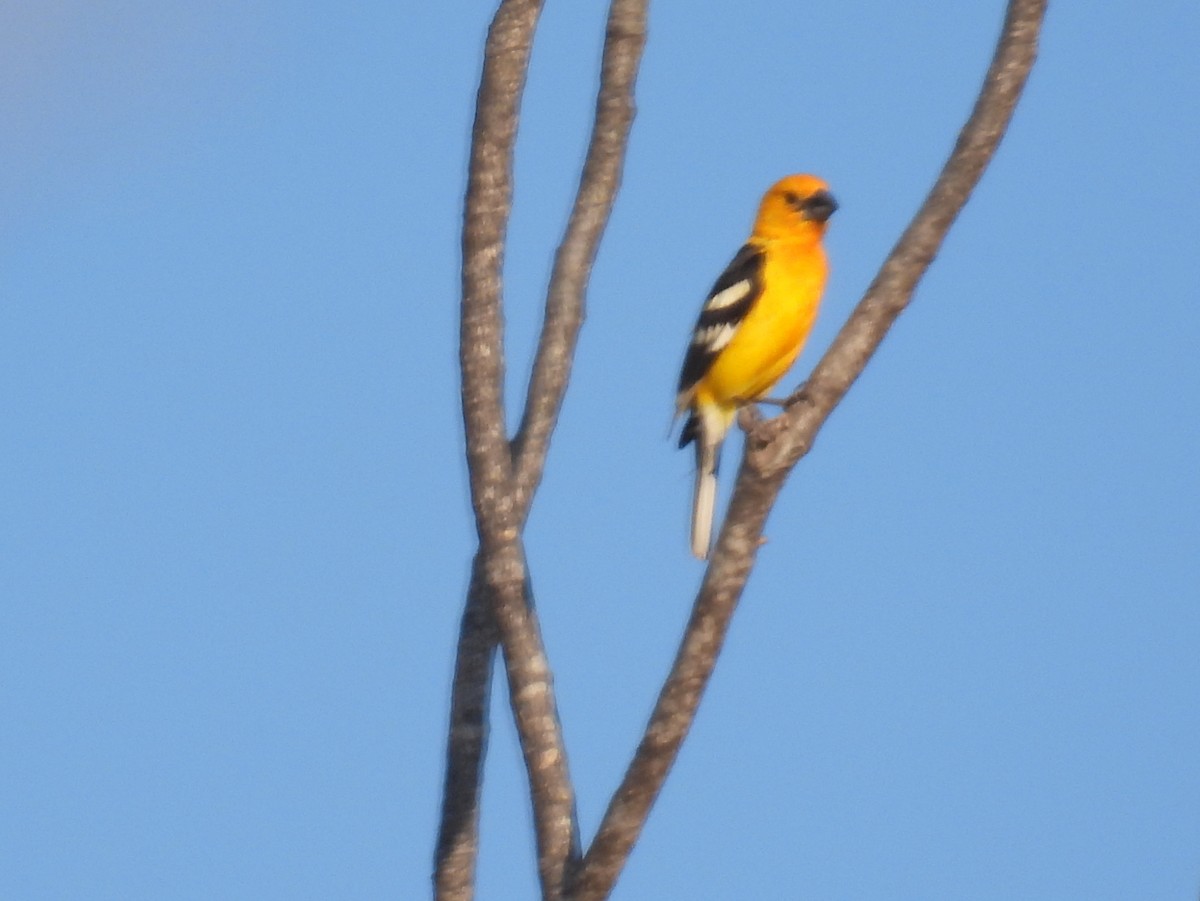 Cardinal jaune (chrysopeplus/dilutus) - ML456085311