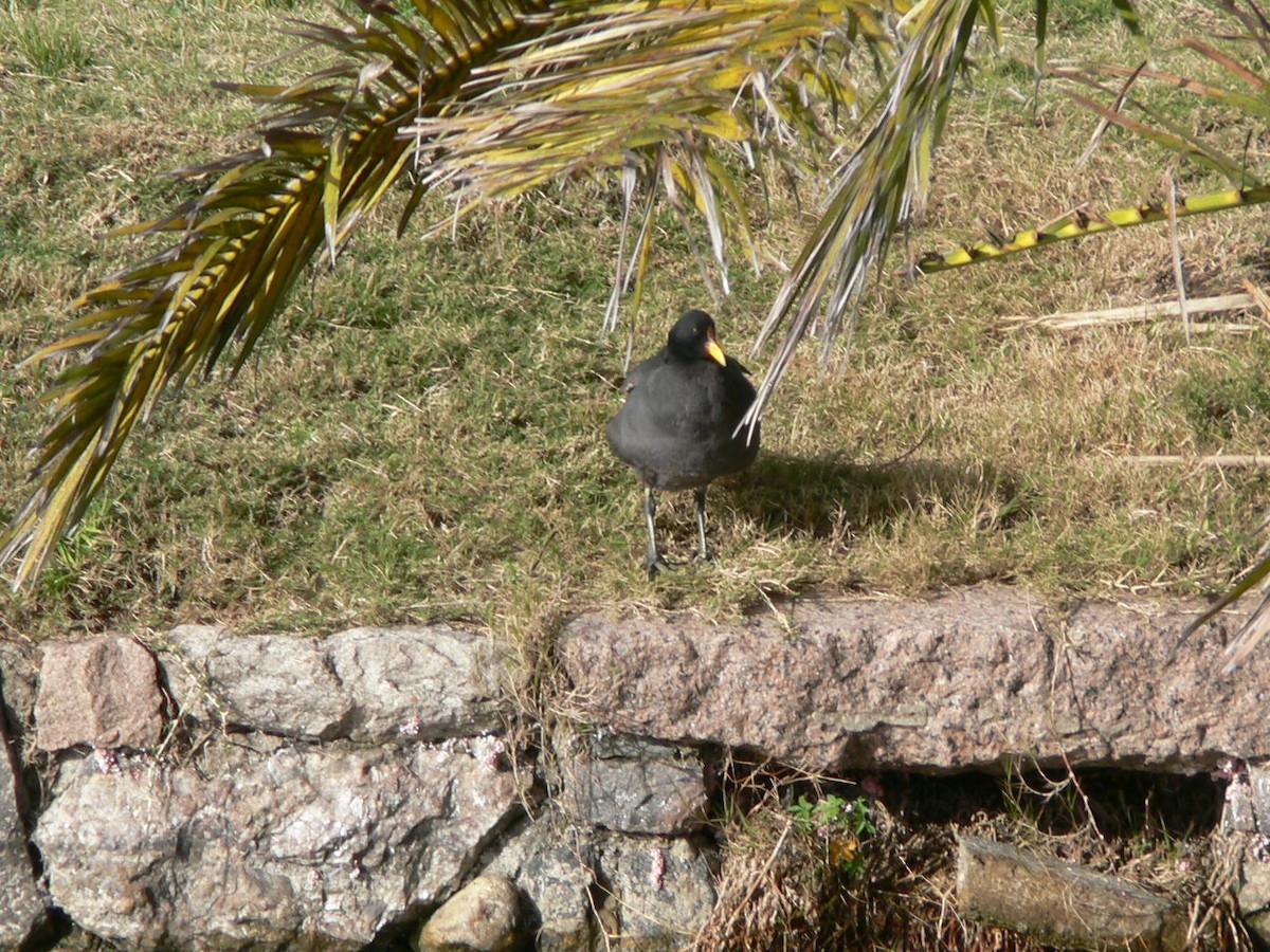 Red-fronted Coot - ML456085421