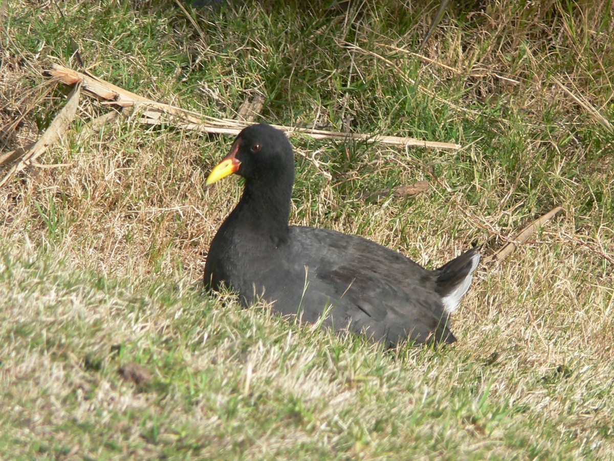 Red-fronted Coot - Alfredo Rocchi