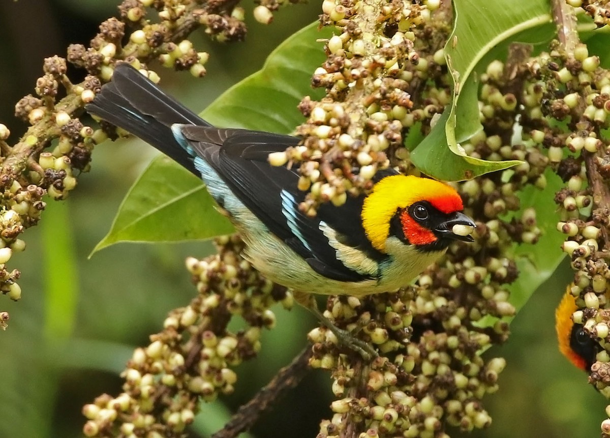 Flame-faced Tanager - ML456085581