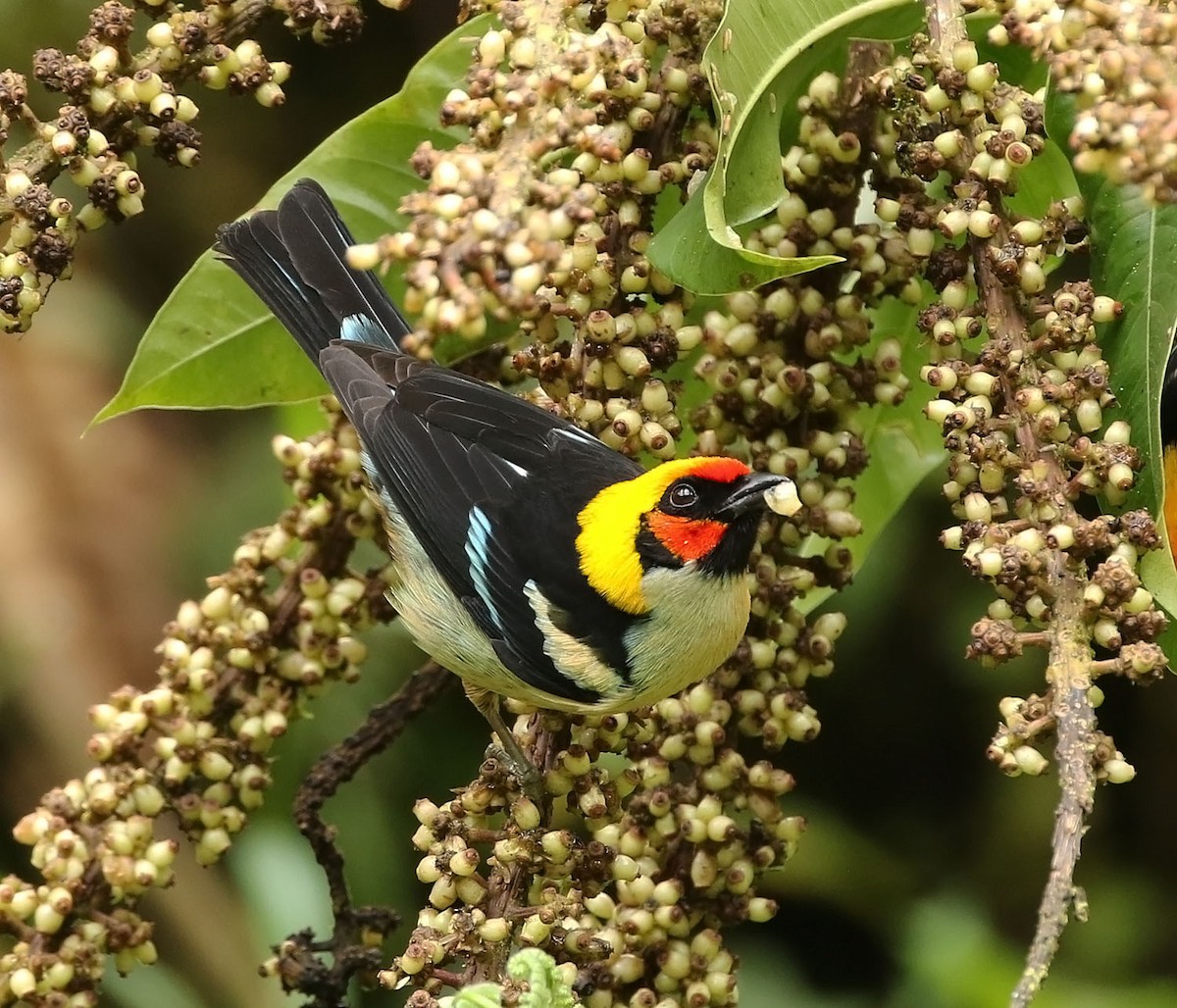 Flame-faced Tanager - ML456085611