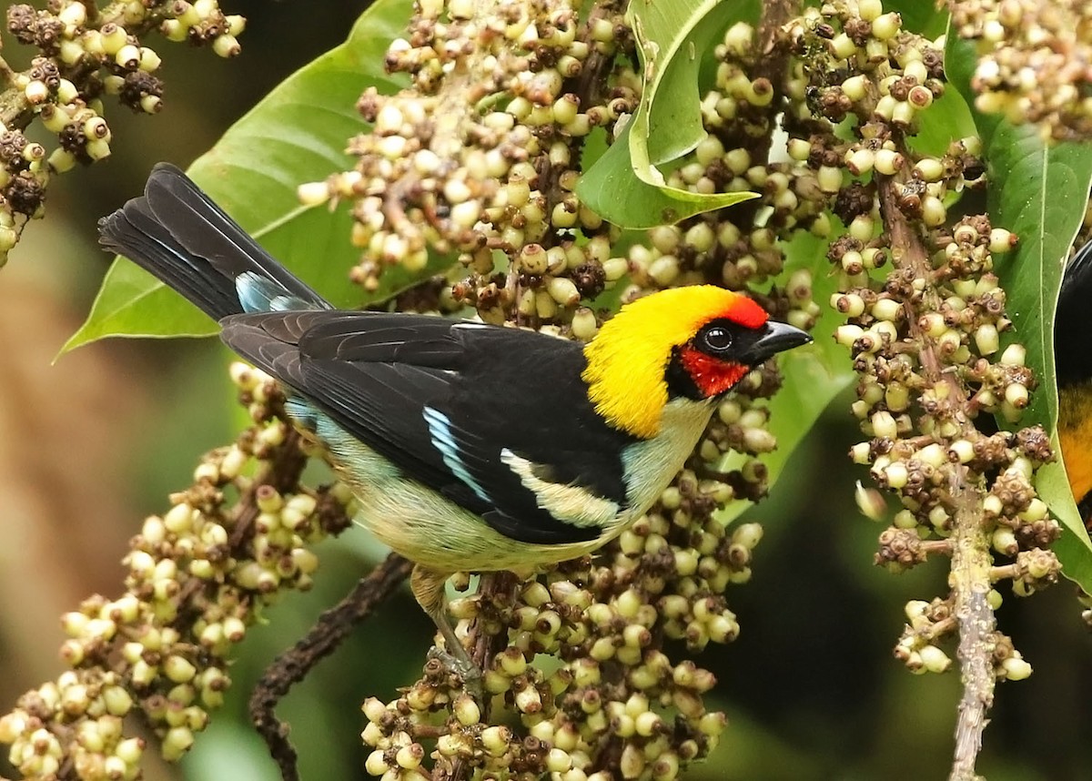 Flame-faced Tanager - ML456085691