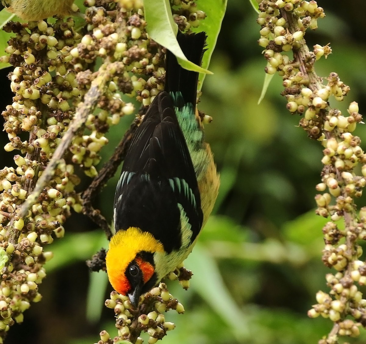 Flame-faced Tanager - ML456085711