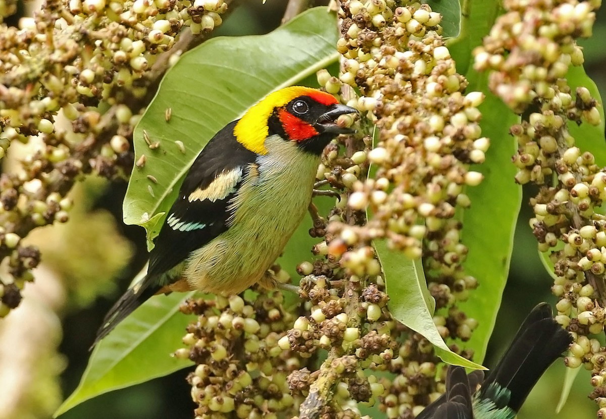 Flame-faced Tanager - ML456085731