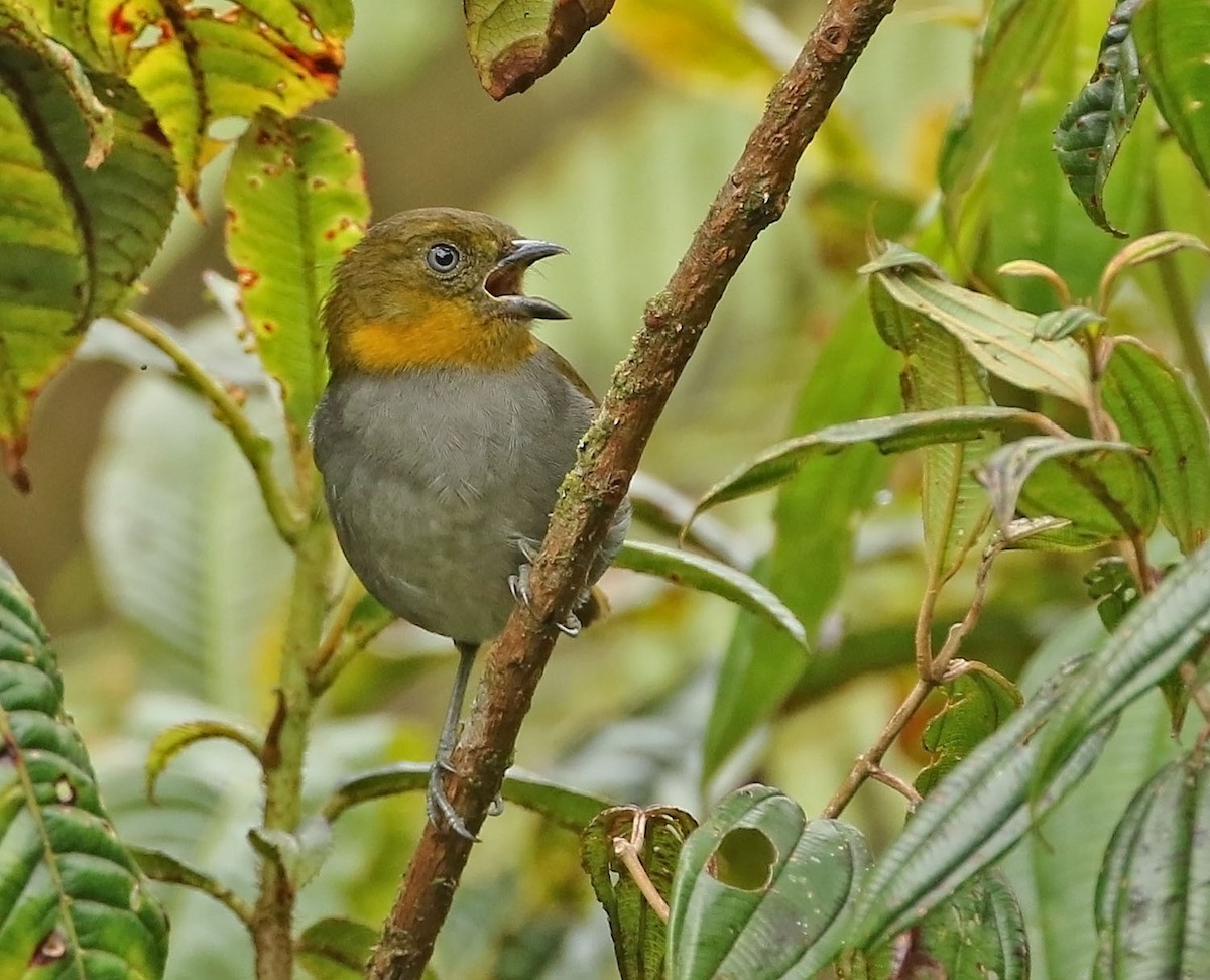 Short-billed Chlorospingus - ML456085951