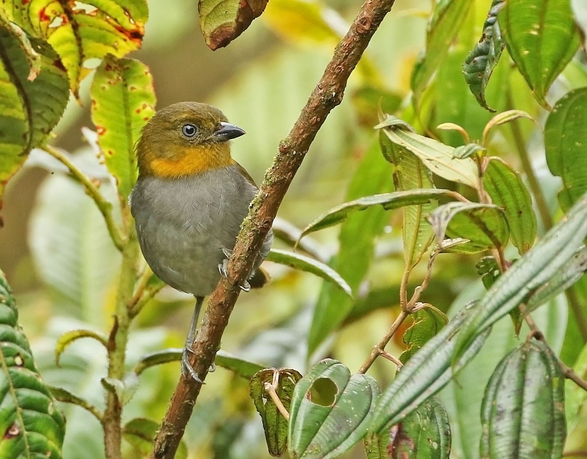 Short-billed Chlorospingus - ML456085961