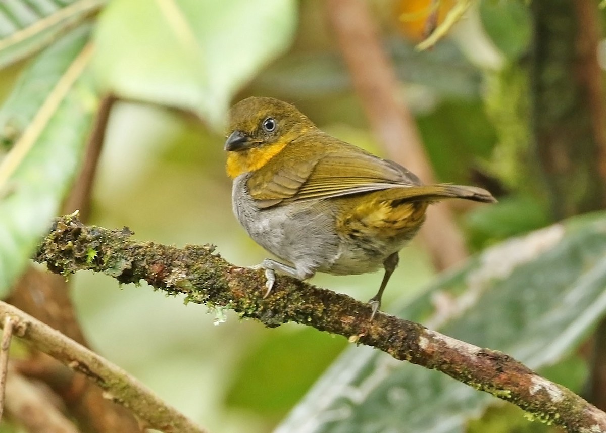 Short-billed Chlorospingus - ML456086101