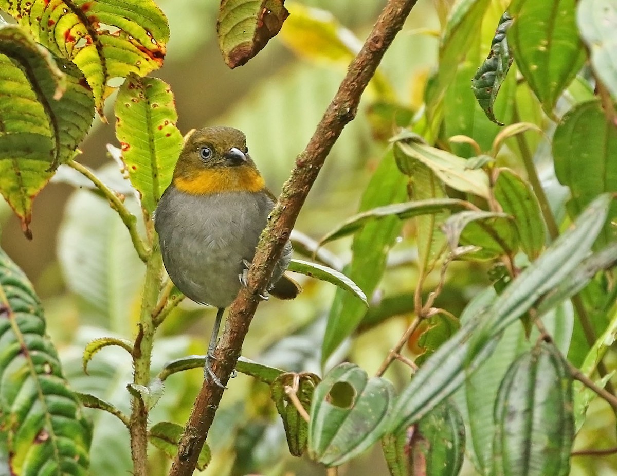 Short-billed Chlorospingus - ML456086121