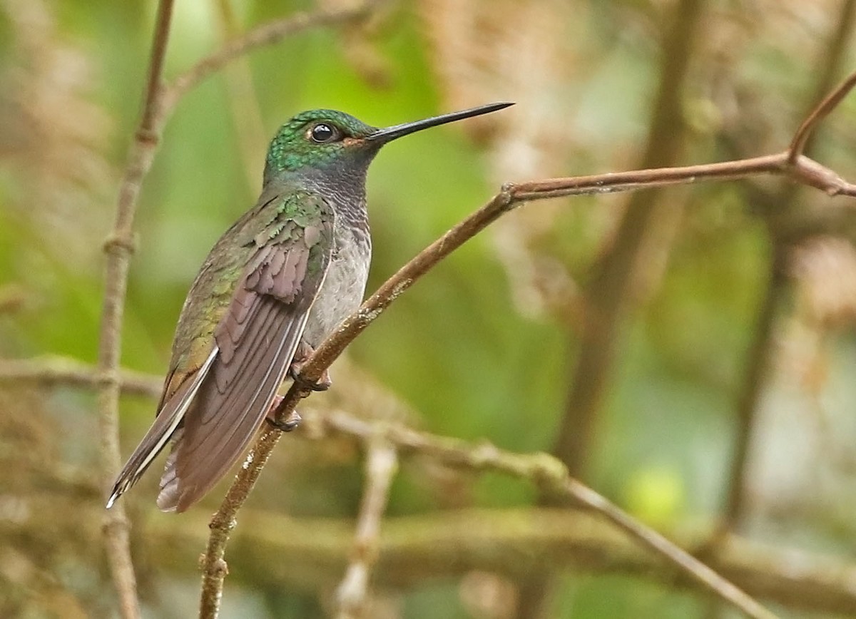 kolibřík zelenohřbetý - ML456086211