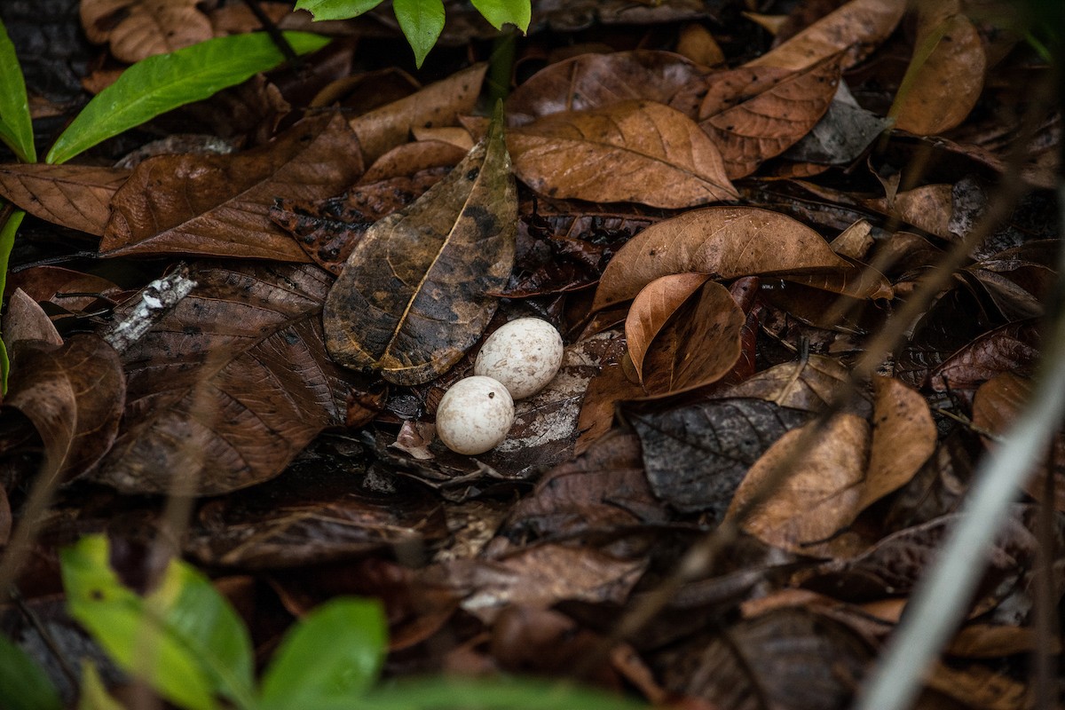 Rufous Nightjar - Eduardo Vieira 17