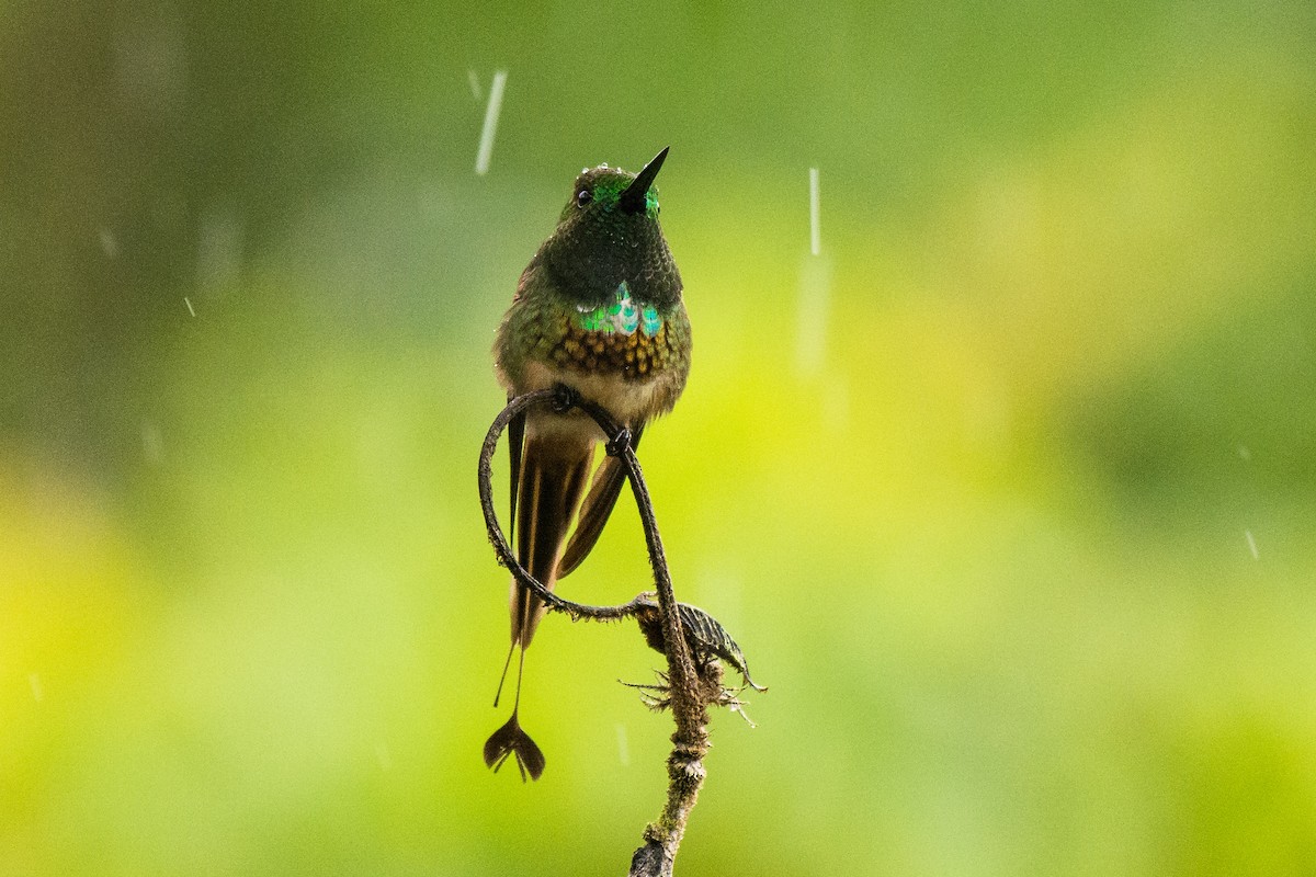 kolibřík pálkoocasý - ML456086781