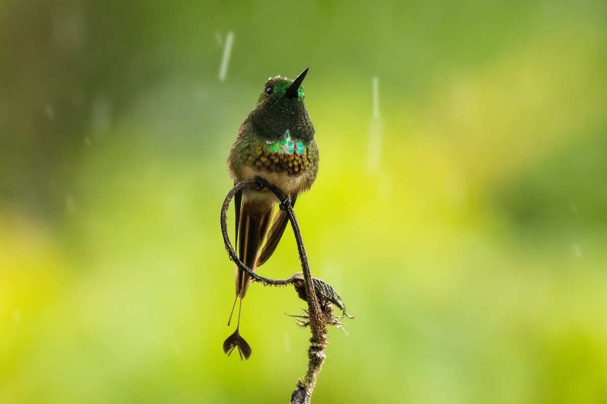 kolibřík pálkoocasý - ML456086811