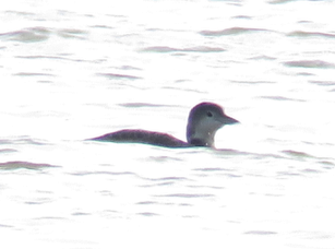 Common Loon - ML456086941