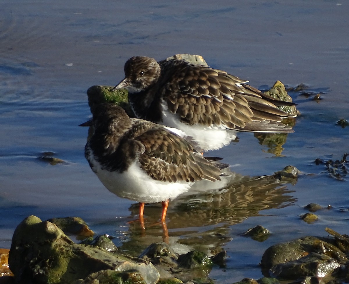 Ruddy Turnstone - ML45608741