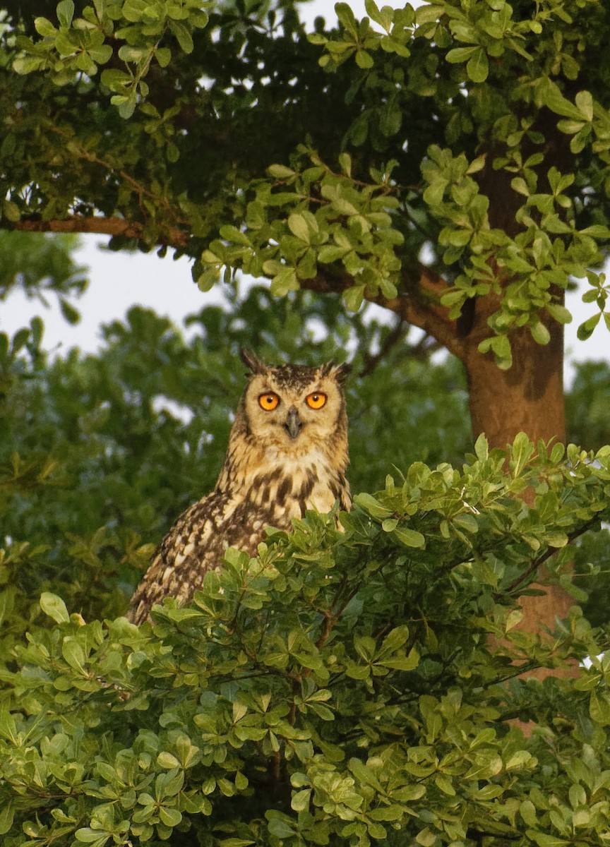 Rock Eagle-Owl - ML456087721