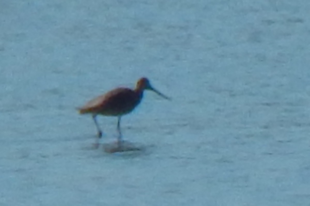 Hudsonian Godwit - ML456087901