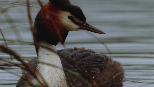 Great Crested Grebe - ML456088